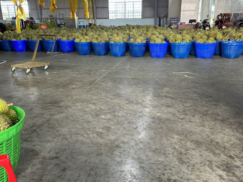 Thu mua sầu riêng Miền Tây