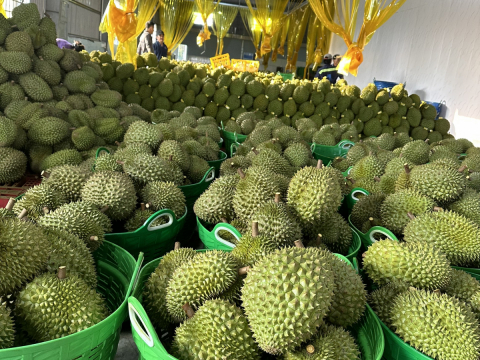 Thu mua sầu riêng Miền Tây