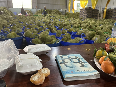 Thu mua sầu riêng Miền Tây