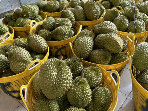 Thu mua sầu riêng Miền Tây