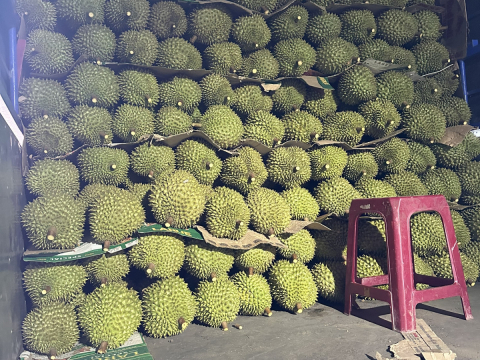 Thu mua sầu riêng Miền Tây