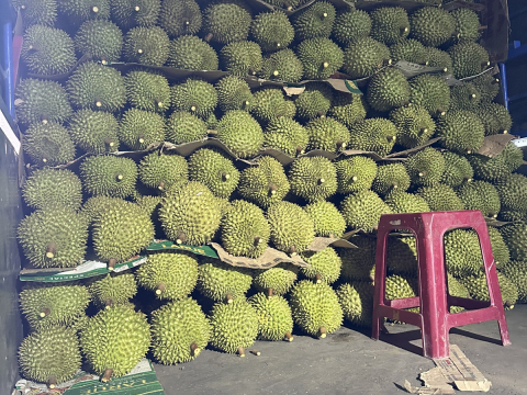 Thu mua sầu riêng Miền Tây