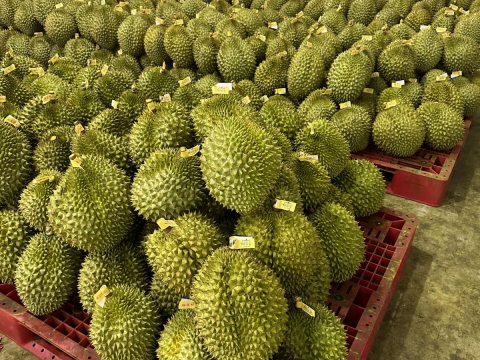 Thu mua sầu riêng Miền Tây