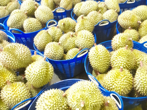 Thu mua sầu riêng Miền Tây