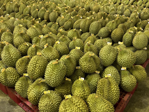 Thu mua sầu riêng Miền Tây