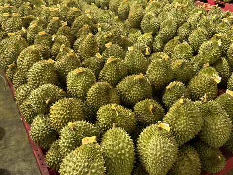 Thu mua sầu riêng Miền Tây