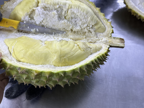 Test chất lượng sầu riêng