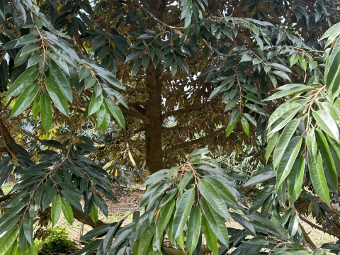 Thu mua sầu riêng tận vườn