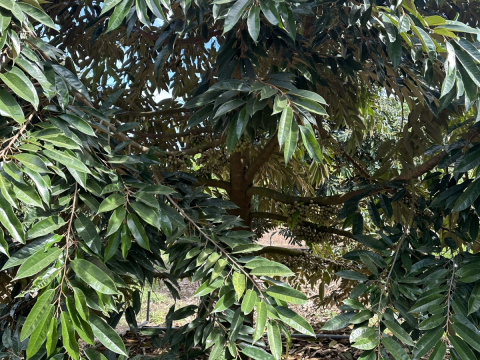 Thu mua sầu riêng tận vườn