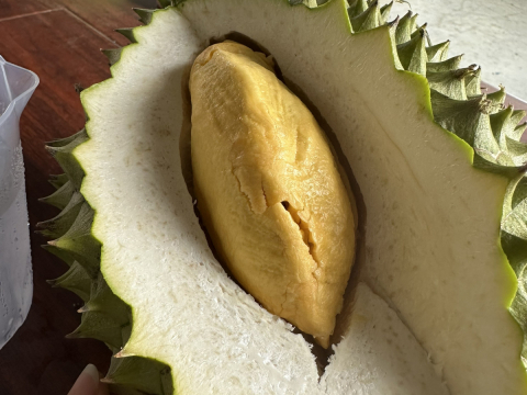 Thu mua sầu riêng tận vườn