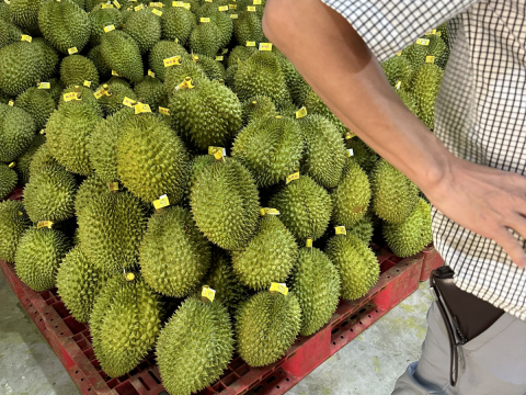 Thu mua sầu riêng tận vườn