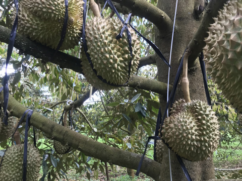 Thu mua sầu riêng tận vườn