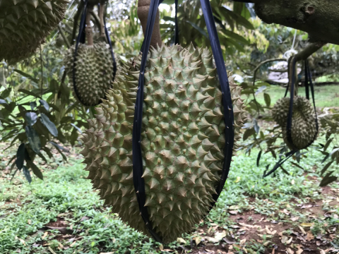 Thu mua sầu riêng tận vườn