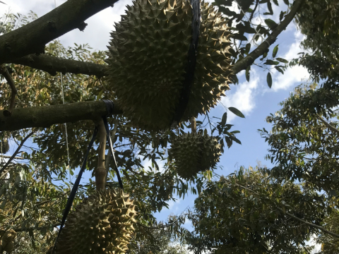 Thu mua sầu riêng tận vườn