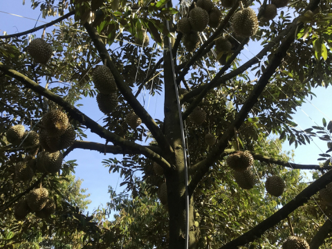 Thu mua sầu riêng tận vườn