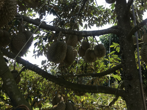 Thu mua sầu riêng tận vườn