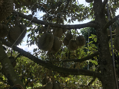 Thu mua sầu riêng tận vườn