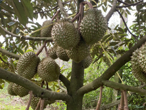 Thu mua sầu riêng tận vườn