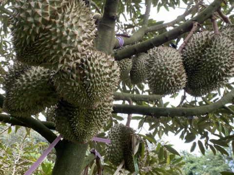 Thu mua sầu riêng tận vườn