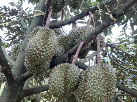 Thu mua sầu riêng tận vườn