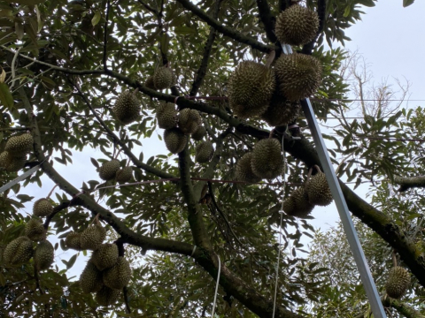 Thu mua sầu riêng tận vườn