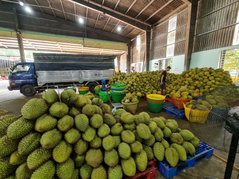 Thu mua sầu riêng miền tây