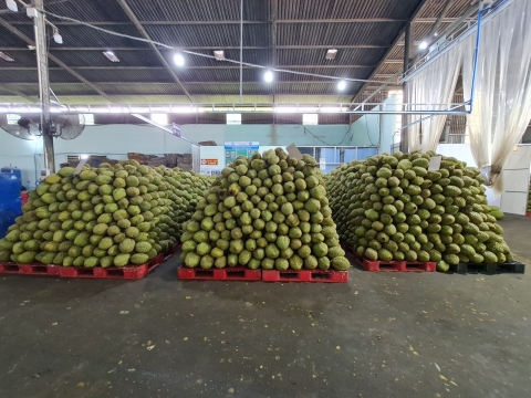 Vựa sầu riêng miền Đông