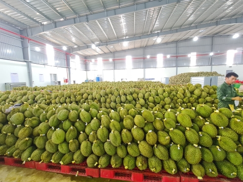 Vựa sầu riêng miền Đông