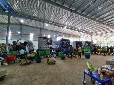 Thu mua sầu riêng miền tây