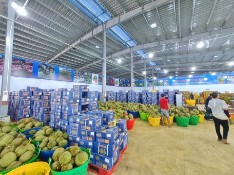 Vựa sầu riêng miền Đông