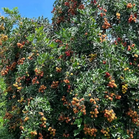 Vựa chôm chôm giá sỉ 
