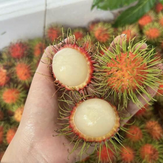 Vựa chôm chôm giá sỉ 