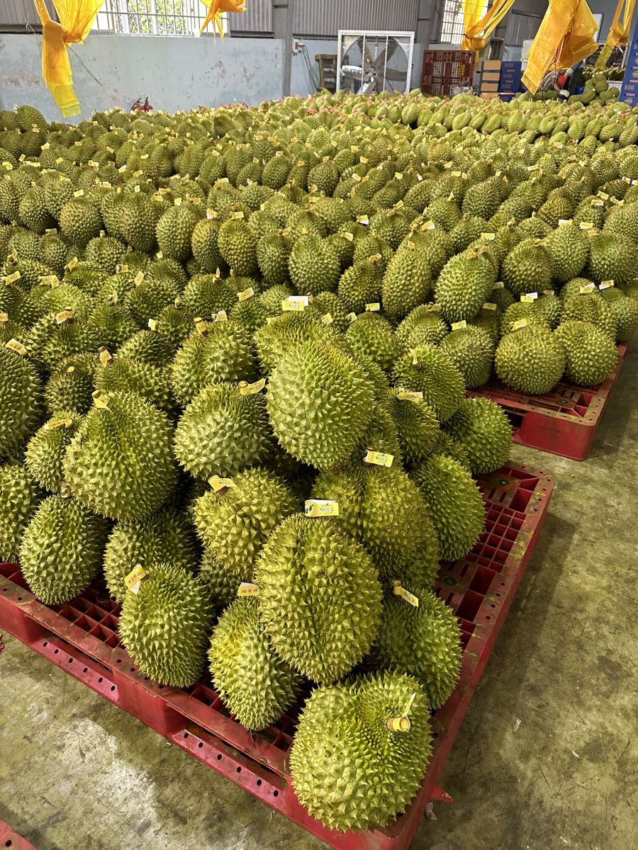 vựa sầu riêng tiền giang