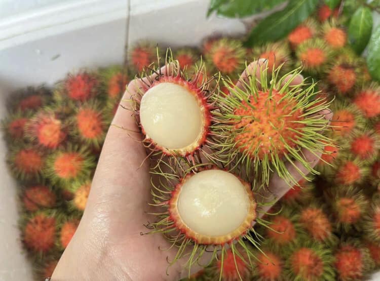 vua chom chom gia si