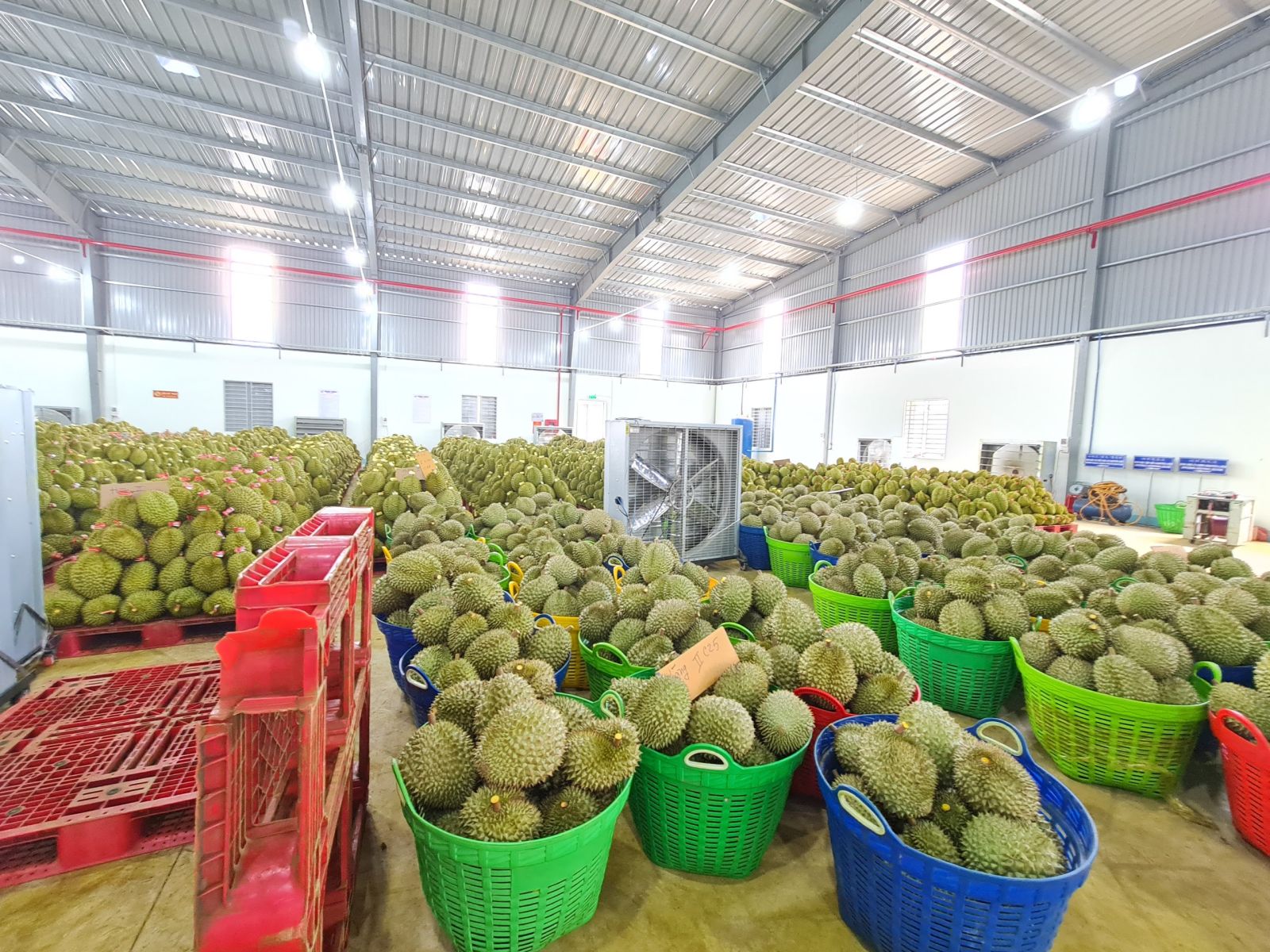 vựa sầu riêng giá sỉ tp hồ chí minh