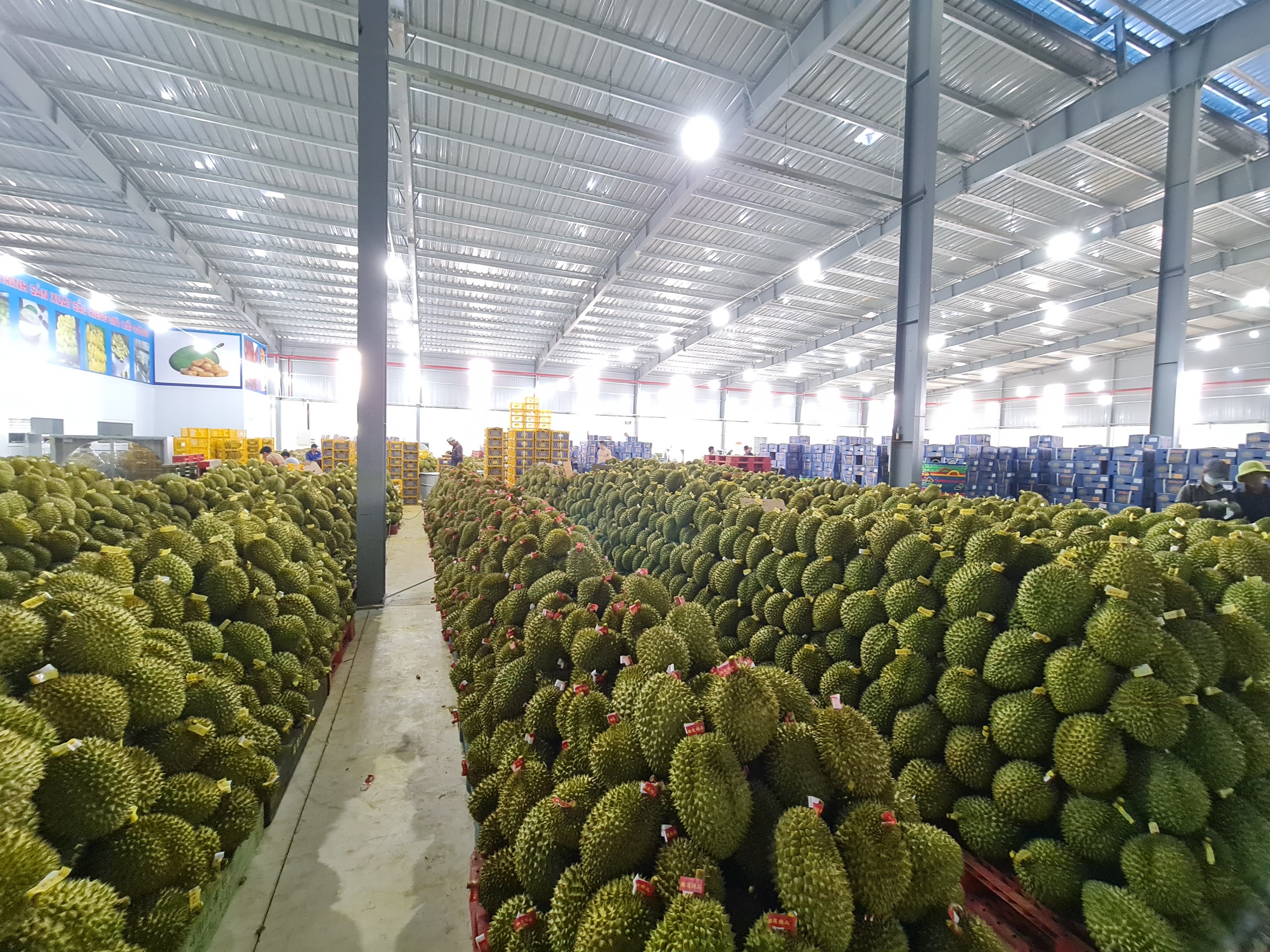 Vựa sầu riêng Đắk Lắk