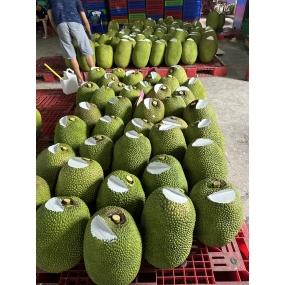 Mít Thái da xanh - vựa mít Cai Lậy