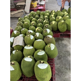 Mít Thái da xanh - vựa mít Long Khánh