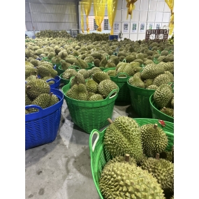 Vựa sầu riêng giá sỉ - sầu riêng cơm vàng hạt lép miền tây