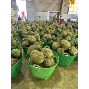 Sầu riêng - Vựa sầu riêng giá sỉ