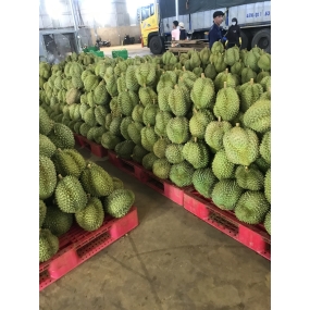 vựa sầu riêng giá sỉ sài gòn - vựa sầu riêng sài gòn