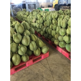 vựa sầu riêng sài gòn - sầu riêng giá sỉ sài gòn