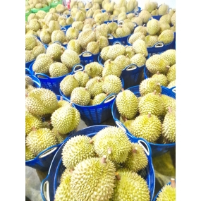 Sầu riêng - Vựa sầu riêng Tiền Giang