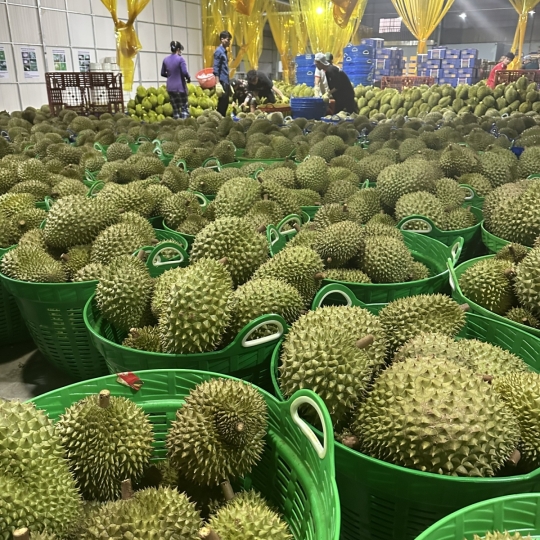 Sầu riêng - Vựa sầu riêng giá sỉ Đồng Nai