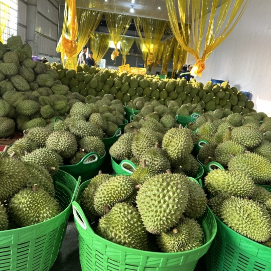 Sầu riêng - Vựa sầu riêng Đồng Nai