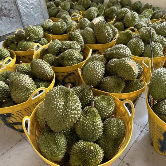 Sầu riêng - Vựa sầu riêng Long Khánh