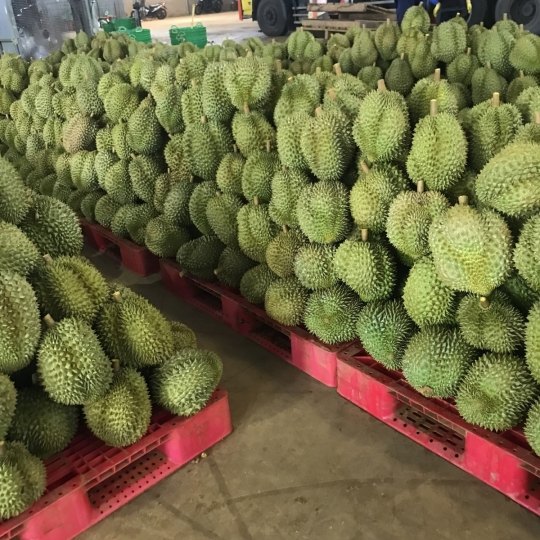 vựa sầu riêng giá sỉ sài gòn - vựa sầu riêng sài gòn