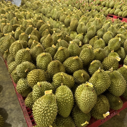 vựa sầu riêng xuất khẩu miền đông - vựa sầu riêng miền đông