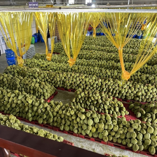 vựa sầu riêng xuất khẩu miền tây - vựa sầu riêng miền tây