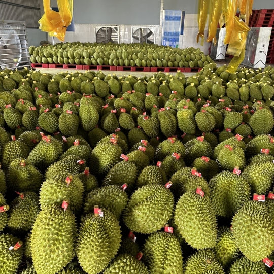 vựa sầu riêng miền tây - vựa sầu riêng xuất khẩu miền tây